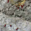 SAVERIU – Image 2